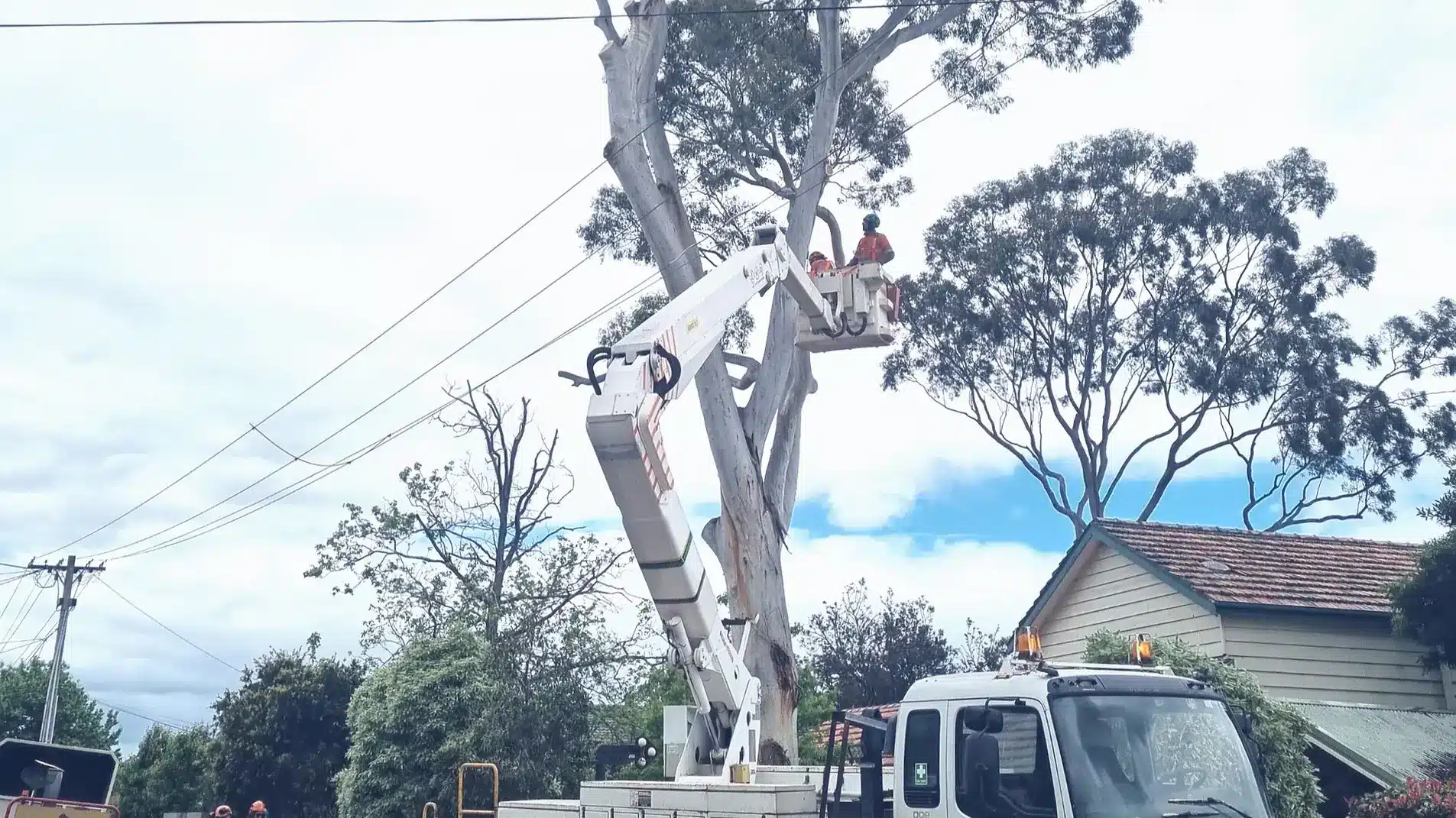 Residential Removals and Pruning